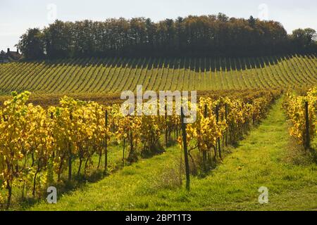 Filari di viti in autunno (caduta). Dorking Surrey, Inghilterra Foto Stock