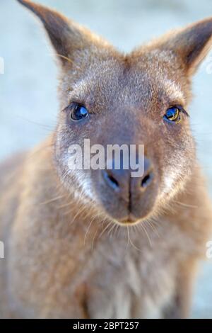 Bennetts wallaby Foto Stock