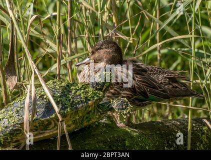 Tartaruga acqua coperta con lenticchie d'acqua e di un marrone anatra seduta su un log in canne Foto Stock