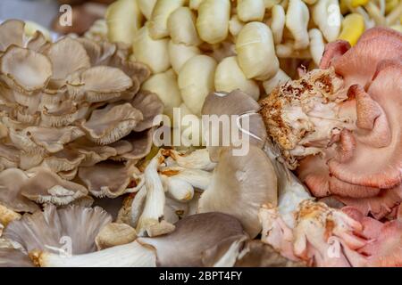 Full frame che mostra immagini partite di funghi commestibili Foto Stock