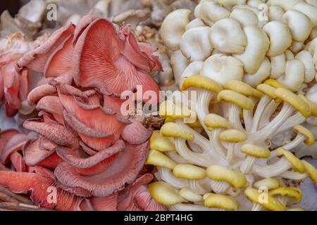 Full frame che mostra immagini partite di funghi commestibili Foto Stock