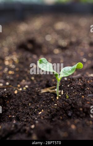 Pianta giovane in suolo Foto Stock