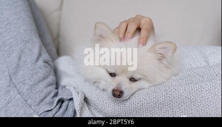 Dormite in bianco pomeranian con coccole per il proprietario dell'animale domestico Foto Stock