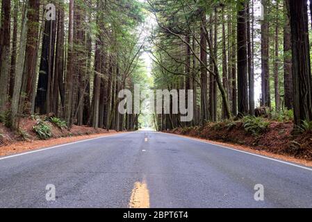 Vista di una strada che passa attraverso il Humboldt Redwoods State Park con alberi di sequoia visibile su entrambi i lati in California Foto Stock