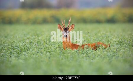 Il capriolo Capreolus capreolus, buck a tall trifoglio bagnato dalla rugiada. Animale selvatico in natura nelle prime ore del mattino. Mammifero su campo agricolo con spazio f Foto Stock