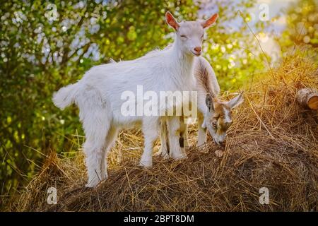 Due Goatlings sulla pila di un fieno Foto Stock