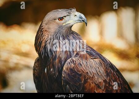 Close up ritratto di Aquila reale (Aquila chrysaetos canadensis) Foto Stock