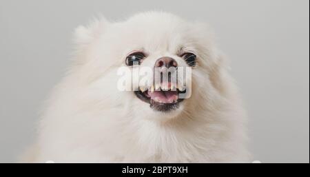 Corteccia bianca del cane Pomeraniano Foto Stock