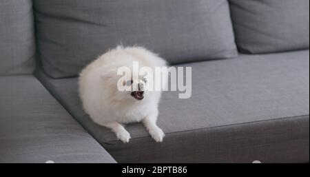 Corteccia bianca del cane di Pomerania su divano Foto Stock