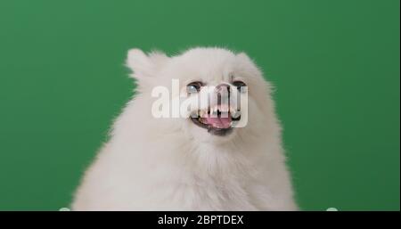 Il cane di Pomerania si arrabbia sopra la chiave di croma Foto Stock