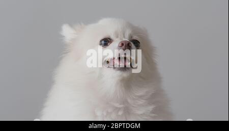 Arrabbiato cane pomeranian su sfondo bianco Foto Stock