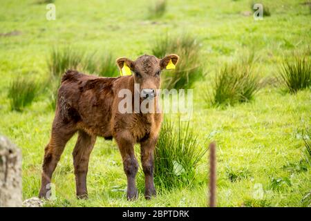 Un vitello marrone nei campi di Spring, Glen Mavis, Scozia, Regno Unito Foto Stock