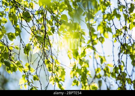 Luminoso, verde, foglie di primavera con sfocatura, fuoco selettivo, natura britannica, primavera, sfondo naturale Foto Stock