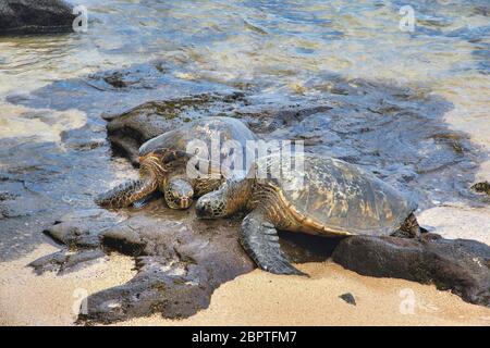 Due tartarughe di mare verdi che si rilassano insieme sulla spiaggia. Foto Stock