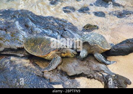 Due tartarughe di mare verdi che si rilassano insieme sulla spiaggia. Foto Stock