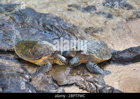 Due tartarughe di mare verdi che si rilassano insieme sulla spiaggia. Foto Stock