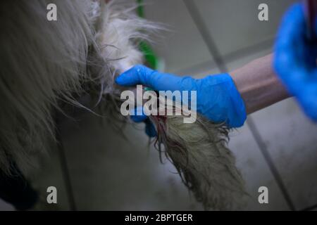 Veterinario tratta un cane. Un'iniezione nella zampa del cane. Un animale su appuntamento del medico. Mani in guanti. Una siringa entra in una vena. Salute del PET Foto Stock