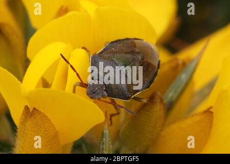 Un bug di Gorse Shieldbug (Piezodorus lituratus) mostrato sulla sua pianta ospite di Common Gorse (Ulex europaeus). Foto Stock