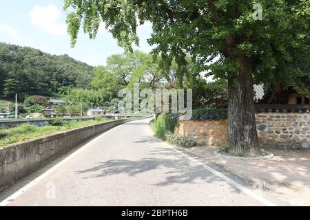 Ingresso della vecchia strada del villaggio in Corea con grandi alberi. Foto Stock