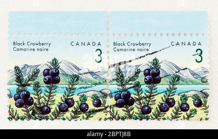 SEATTLE WASHINGTON - 18 maggio 2020: Primo piano di basso taglio 3 cent definitivo Edibile Berries timbro del Canada, con Black Crowberry. N. Scott Foto Stock
