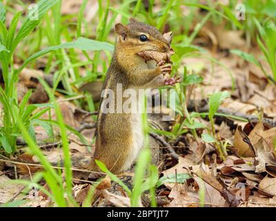 Un cippmungo orientale raccoglie foglie morte per il suo nido. Thatcher Woods Forest Preserve, Cook County, Illinois. Foto Stock