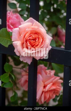 Fiori che fioriscono in maggio. 15th Street NW, vicino a U, e dintorni. Washington, DC. Foto Stock