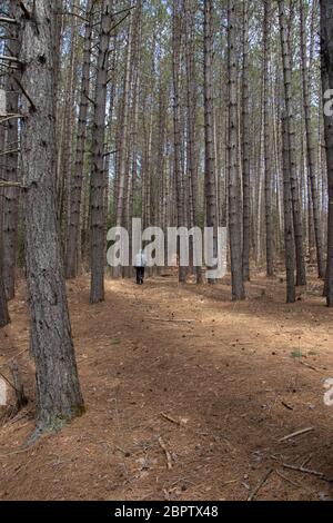 Uomo che cammina da solo su un sentiero attraverso la foresta in Huntsville Ontario Foto Stock