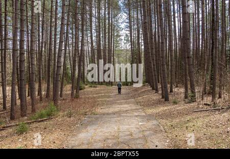 Un uomo sta camminando lungo un sentiero attraverso una foresta di alti alberi diritti. Foto Stock
