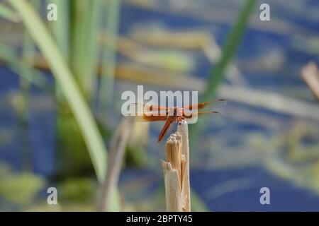 La Dragonfly Rossa, nota anche come Darter o Nomad a venature rosse, è tecnicamente conosciuta come Sympetrum fonscolombii e appartiene al genere Sympetrum. Foto Stock