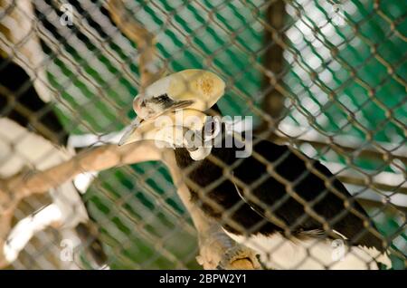 hornbill è vivo la gabbia in modo che non è felice, avrebbe liberato Foto Stock