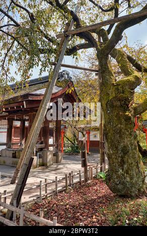 KYOTO, GIAPPONE - 17 OTTOBRE 2019: L'antico albero di sakura, mussoso, sostenuto da stampelle di legno con il padiglione di abluizione dell'acqua (chozuya o temizuya) sulla th Foto Stock