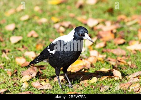 Uccelli / Australian Magpie in Ballarat Victoria Australia.The Australian Magpie si trova sulla maggior parte delle aree di Australia.The uccelli hanno un unico verruche Foto Stock