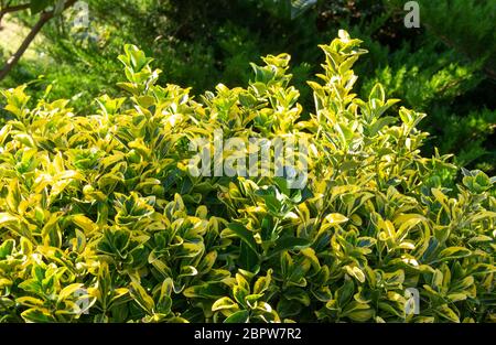 Euonymus japonicus, pianta ornamentale popolare giardino. Utilizzato nella progettazione di paesaggi, pianta è adatto per la creazione di una siepe Foto Stock