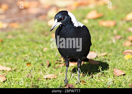 Uccelli / Australian Magpie in Ballarat Victoria Australia.The Australian Magpie si trova sulla maggior parte delle aree di Australia.The uccelli hanno un unico verruche Foto Stock