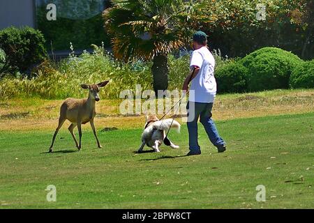 Pacific Grove, California, Stati Uniti. 19 maggio 2020. Golfer bates Deer con cane su Pacific Grove Golf Links Credit: Rory Merry/ZUMA Wire/Alamy Live News Foto Stock