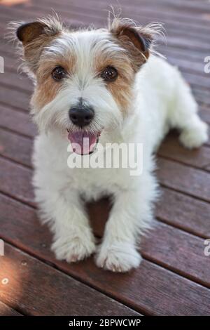 Filo corto con capelli Jack Russell Terrier Foto Stock