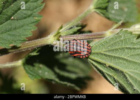 Un Bug Striped Shield piuttosto raro, Graphosoma lineatum, che perching su una foglia di ortica incuneante nel Regno Unito. Foto Stock
