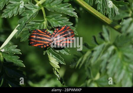 Un accoppiamento di un Bug Striped Shield, Graphosoma lineatum, che poggia su una pianta velenosa di Hemlock, Conium maculatum, in primavera nel Regno Unito. Foto Stock