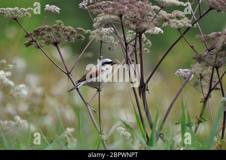 Neuntöter (Lanius collurio) Männchen im Saarland nahe Losheim im Agosto. Foto Stock