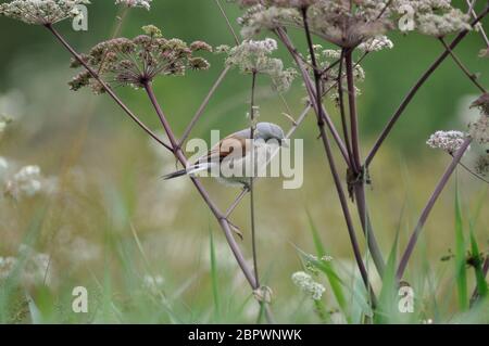 Neuntöter (Lanius collurio) Männchen im Saarland nahe Losheim im Agosto. Foto Stock