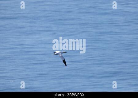 Fliegender Basstölpel (Morus bassanus) auf der Insel Helgoland in der Nordsee Foto Stock