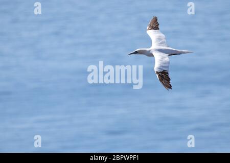 Fliegender Basstölpel (Morus bassanus) auf der Insel Helgoland in der Nordsee Foto Stock