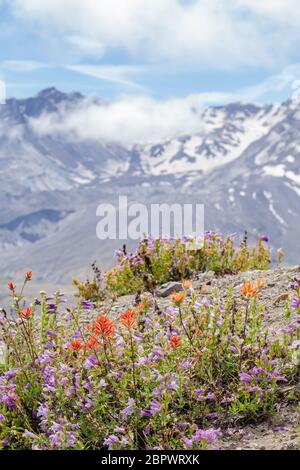 Il monte St. Helens è uno stratovulcano attivo che ha avuto una grande eruzione nel 1980 che ha fatto esplodere la sua vetta lasciando un cratere a forma di ferro di cavallo largo 1,5 km Foto Stock