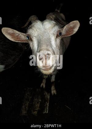 Capra bianca con gli occhi blu, le orecchie lunghe con i corni guarda il closeup della macchina fotografica di notte. Riprese nel villaggio di una fattoria di guardia di notte. Foto Stock