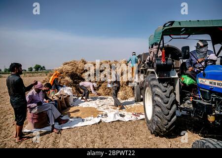 Gli agricoltori caricano i fasci di grano tagliato in una trebbiatrice e tengono un conteggio che quanti contenitori hanno ottenuto mentre raccogliendo un campo nel distretto di Bulandshahr di Uttar Pradesh, India, il martedì, 21 aprile 2020. Il settore agricolo sarà probabilmente il punto più luminoso per l’economia stagnante dell’India, mentre il primo ministro Narendra modi ha elaborato un piano per uscire dalla più grande crisi del mondo e rilanciare l’attività economica in stallo. Fotografo: Kuldeep Singh Rohilla Foto Stock