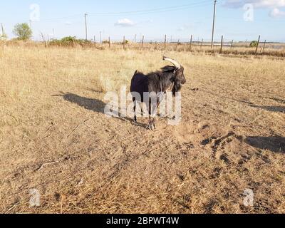 Una capra marrone enorme con corna lunghe in un cortile del villaggio nell'est. Foto Stock