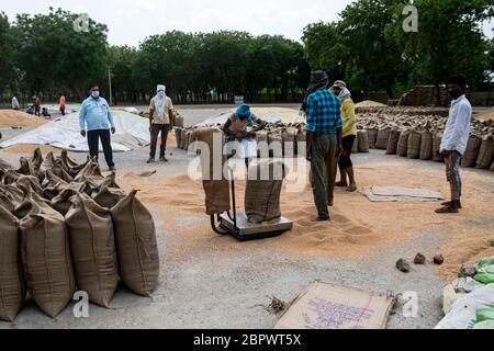 I lavoratori pesano un sacco di grano al mercato dei cereali di Dankaur nel distretto di Gautam Buddh Nagar di Uttar Pradesh, India, martedì 21 aprile 2020. Il settore agricolo sarà probabilmente il punto più luminoso per l’economia stagnante dell’India, mentre il primo ministro Narendra modi ha elaborato un piano per uscire dalla più grande crisi del mondo e rilanciare l’attività economica in stallo. Fotografo: Kuldeep Singh Rohilla Foto Stock