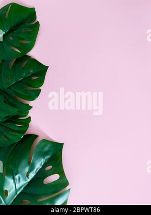 Orientamento verticale foglie di monstera sullo sfondo rosa. Foto Stock