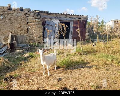 Capretto bianco sullo sfondo di un fienile dilapidato nel villaggio orientale Foto Stock