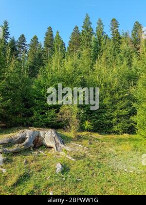 Un'ampia groppa con radici ai margini di una foresta nelle montagne dei Carpazi prima del tramonto Foto Stock